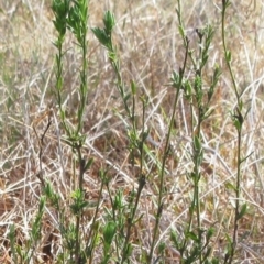 Pimelea curviflora (Curved Rice-flower) at Weetangera, ACT - 13 Sep 2022 by sangio7