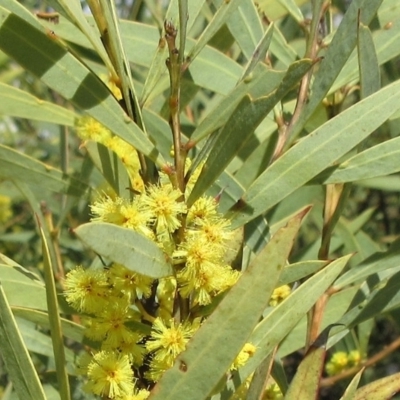 Acacia rubida (Red-stemmed Wattle, Red-leaved Wattle) at Weetangera, ACT - 13 Sep 2022 by sangio7