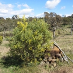 Acacia rubida at Weetangera, ACT - 13 Sep 2022 10:41 AM