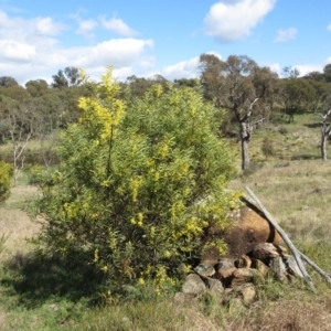 Acacia rubida at Weetangera, ACT - 13 Sep 2022