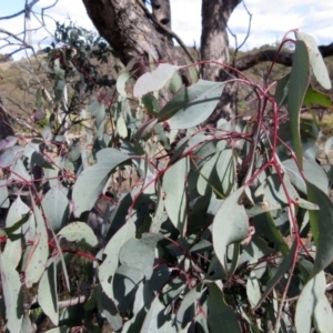 Eucalyptus melliodora at Weetangera, ACT - 13 Sep 2022