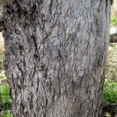 Eucalyptus melliodora at Weetangera, ACT - 13 Sep 2022