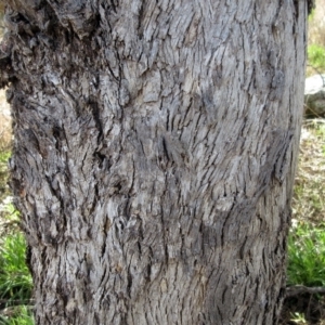 Eucalyptus melliodora at Weetangera, ACT - 13 Sep 2022