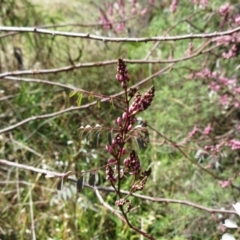 Indigofera australis subsp. australis (Australian Indigo) at The Pinnacle - 13 Sep 2022 by sangio7