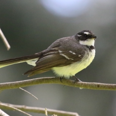 Rhipidura albiscapa (Grey Fantail) at Jerrabomberra Wetlands - 14 Sep 2022 by RodDeb