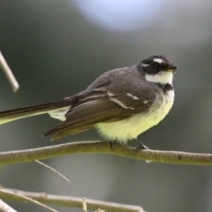 Rhipidura albiscapa (Grey Fantail) at Jerrabomberra Wetlands - 14 Sep 2022 by RodDeb