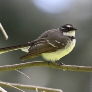 Rhipidura albiscapa at Fyshwick, ACT - 14 Sep 2022