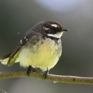 Rhipidura albiscapa at Fyshwick, ACT - 14 Sep 2022