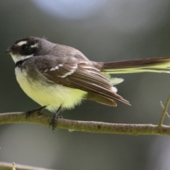 Rhipidura albiscapa at Fyshwick, ACT - 14 Sep 2022