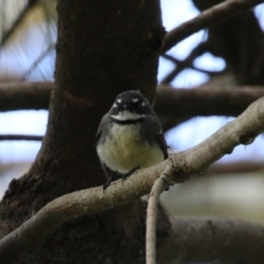 Rhipidura albiscapa at Fyshwick, ACT - 14 Sep 2022 11:26 AM