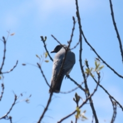 Coracina novaehollandiae (Black-faced Cuckooshrike) at Fyshwick, ACT - 14 Sep 2022 by RodDeb