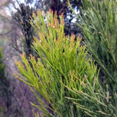 Exocarpos cupressiformis (Cherry Ballart) at The Pinnacle - 13 Sep 2022 by sangio7