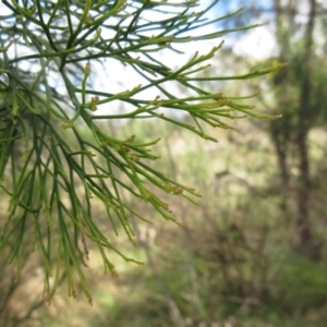 Exocarpos cupressiformis at Weetangera, ACT - 13 Sep 2022