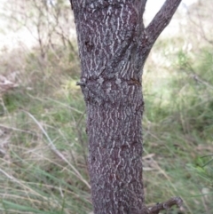 Exocarpos cupressiformis at Weetangera, ACT - 13 Sep 2022