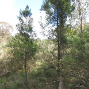 Exocarpos cupressiformis at Weetangera, ACT - 13 Sep 2022