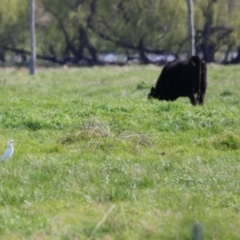 Bubulcus coromandus at Fyshwick, ACT - 14 Sep 2022