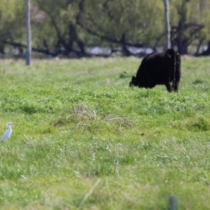 Bubulcus coromandus at Fyshwick, ACT - 14 Sep 2022 11:42 AM