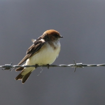 Petrochelidon ariel (Fairy Martin) at Fyshwick, ACT - 14 Sep 2022 by RodDeb