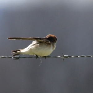 Petrochelidon ariel at Fyshwick, ACT - 14 Sep 2022