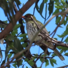 Oriolus sagittatus (Olive-backed Oriole) at Fyshwick, ACT - 14 Sep 2022 by RodDeb