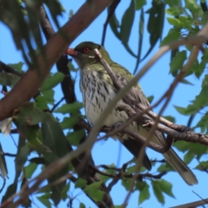 Oriolus sagittatus at Fyshwick, ACT - 14 Sep 2022 10:33 AM