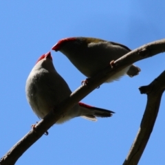 Neochmia temporalis (Red-browed Finch) at Fyshwick, ACT - 14 Sep 2022 by RodDeb