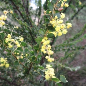 Acacia pravissima at Weetangera, ACT - 13 Sep 2022 11:26 AM