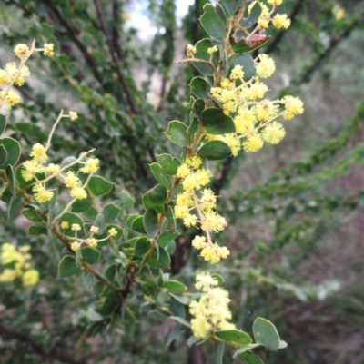 Acacia pravissima (Wedge-leaved Wattle, Ovens Wattle) at Weetangera, ACT - 13 Sep 2022 by sangio7