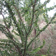 Acacia pravissima at Weetangera, ACT - 13 Sep 2022