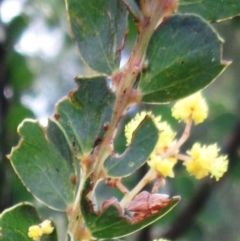 Acacia pravissima at Weetangera, ACT - 13 Sep 2022