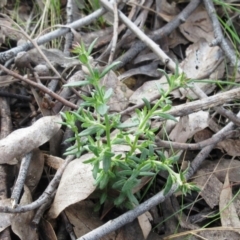 Gonocarpus tetragynus (Common Raspwort) at Weetangera, ACT - 13 Sep 2022 by sangio7