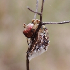 Salsa fuliginata (Sooty Orb-weaver) at Cook, ACT - 8 Sep 2022 by CathB