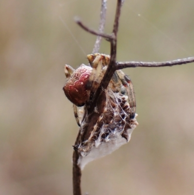 Unidentified Orb-weaving spider (several families) at Cook, ACT - 8 Sep 2022 by CathB