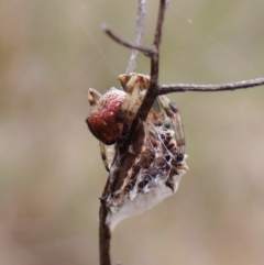 Araneus hamiltoni (TBC) at Cook, ACT - 8 Sep 2022 by CathB