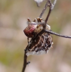 Salsa fuliginata at Cook, ACT - 8 Sep 2022 12:22 PM