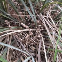 Lomandra multiflora (Many-flowered Matrush) at The Pinnacle - 13 Sep 2022 by sangio7