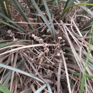 Lomandra multiflora at Weetangera, ACT - 13 Sep 2022