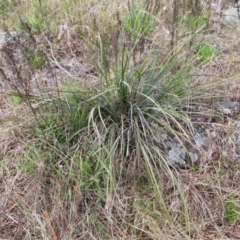 Lomandra multiflora at Weetangera, ACT - 13 Sep 2022