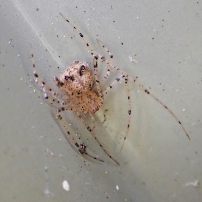 Australomimetus sp. (genus) (Unidentified Pirate spider) at Cook, ACT - 10 Sep 2022 by CathB