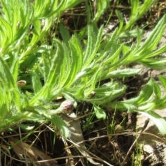 Leptorhynchos squamatus subsp. squamatus at Weetangera, ACT - 13 Sep 2022