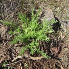 Leptorhynchos squamatus subsp. squamatus at Weetangera, ACT - 13 Sep 2022