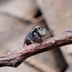 Maratus calcitrans (Kicking peacock spider) at Aranda Bushland - 10 Sep 2022 by CathB