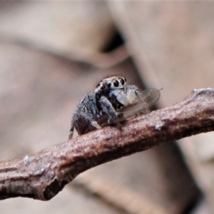 Maratus calcitrans at Molonglo Valley, ACT - suppressed