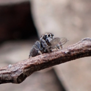 Maratus calcitrans at Molonglo Valley, ACT - suppressed