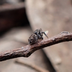 Maratus calcitrans at Molonglo Valley, ACT - suppressed