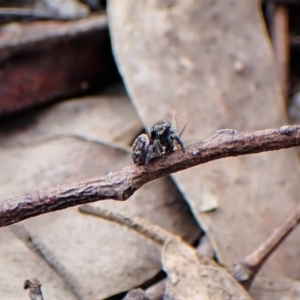 Maratus calcitrans at Molonglo Valley, ACT - suppressed