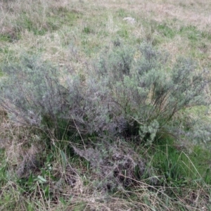 Chrysocephalum semipapposum at Weetangera, ACT - 13 Sep 2022