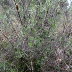 Chrysocephalum semipapposum at Weetangera, ACT - 13 Sep 2022