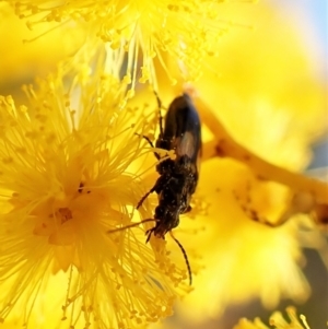 Sarothrocrepis civica at Molonglo Valley, ACT - 13 Sep 2022