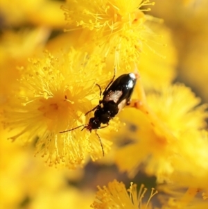 Sarothrocrepis civica at Molonglo Valley, ACT - 13 Sep 2022 04:09 PM